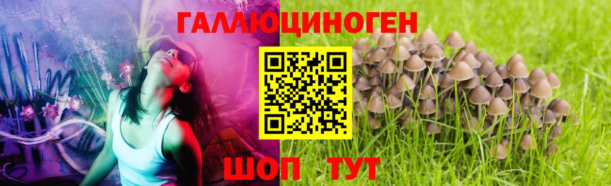 Краснокамск  Псилоцибиновые грибы GOLDEN TEACHER  Вход с VPN  Галлюциногенные грибы Psilocybe 